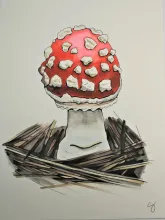 Amanita